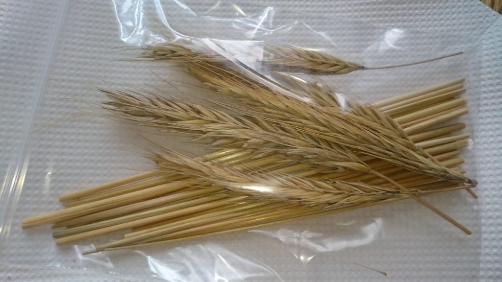 ライ麦の茎・令和元年産