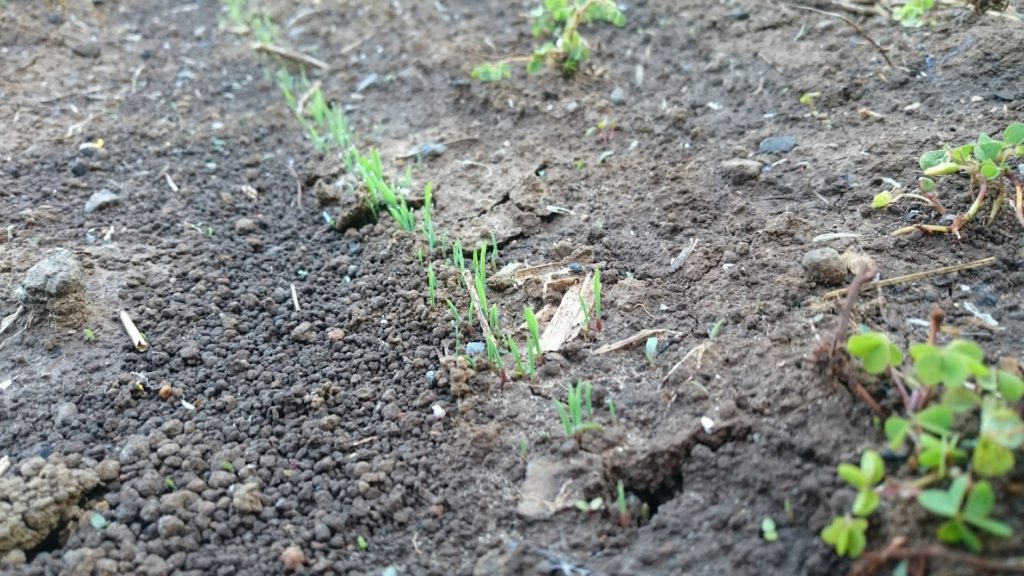 稗の発芽のようす