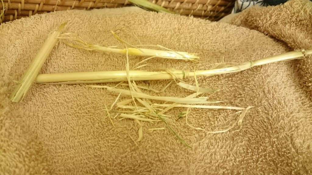 バッキバキのオーツ麦の茎
