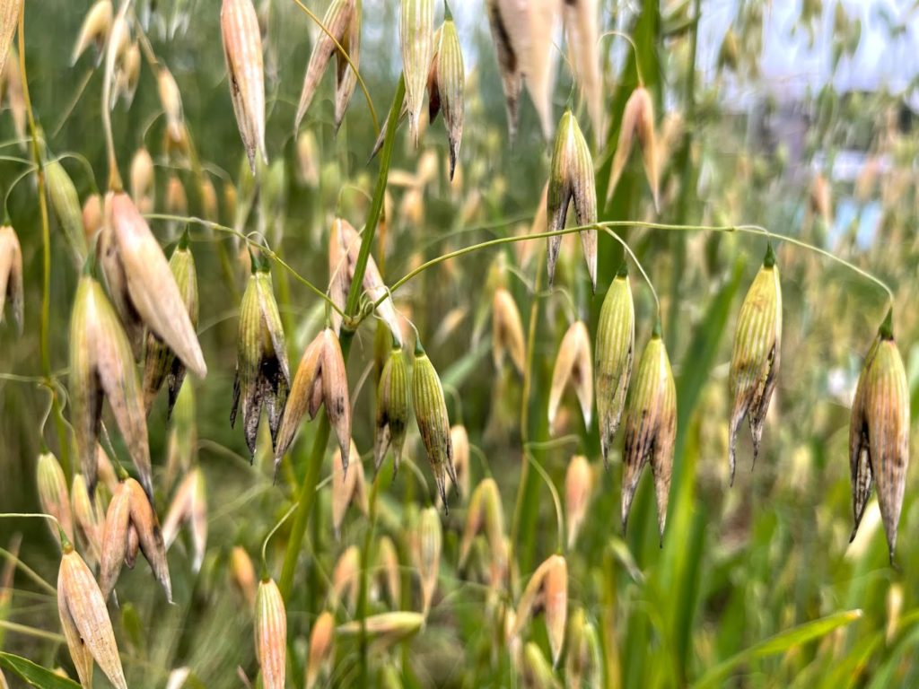 雨が続き、カビてしまったオーツ麦の実