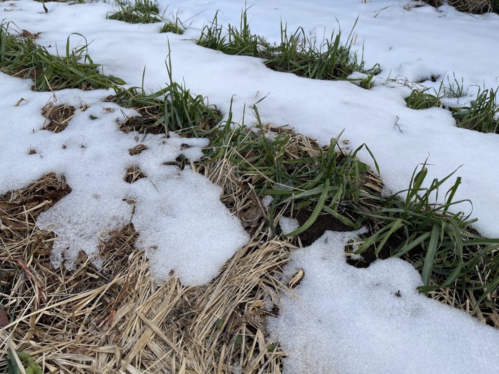 雪の中、寒さで萎れたオーツ麦