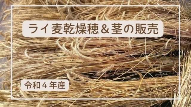 令和４年産　ライ麦の茎と穂の販売や栽培過程