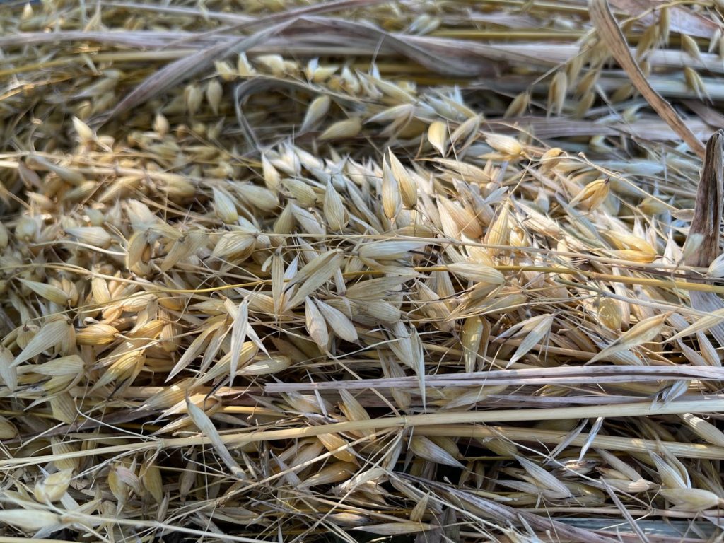 カラカラに乾燥させたオーツ麦の穂
